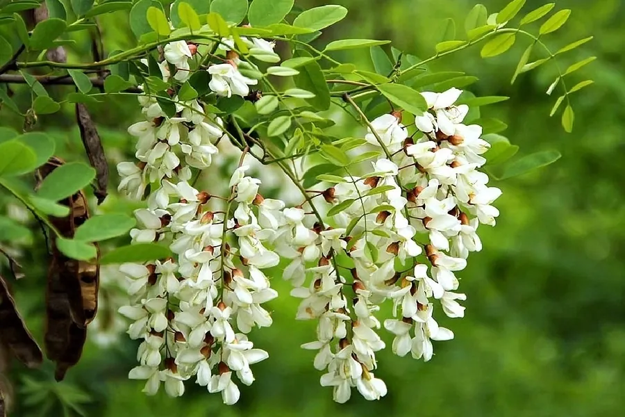 Акація