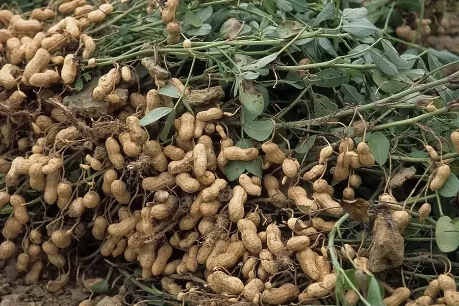 Арахіс