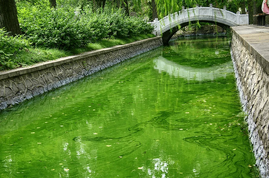 Цвітіння води