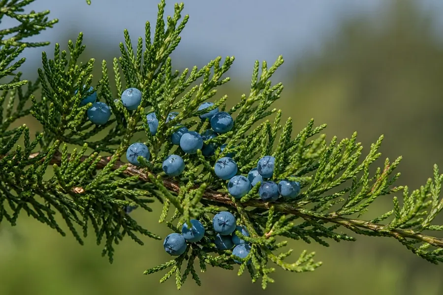 Ялівець