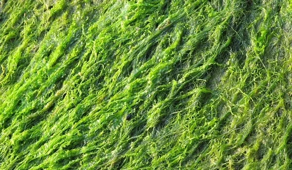 Які бувають водорості. Зелені водорості
