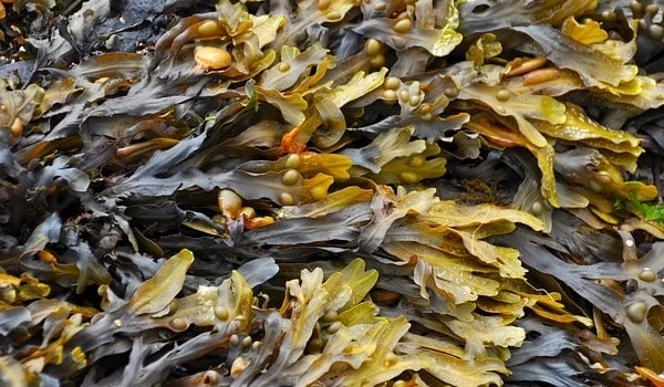 Водорості