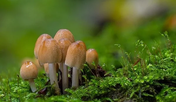 Характерні риси грибів